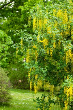 Bahar bahçesinde açan büyüleyici bir Alp Laburnum.