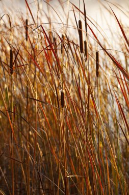 Phragmites australis, genel olarak sazlık olarak bilinir, bir sonbahar sabahı, sis dağılırken. Trakai, Litvanya