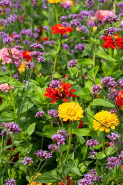 Yaz boyunca çiçek bahçesinde çiçek açan Arjantin mine (verbena bonariensis) ve Zinnia elegans (gençlik ve yaş olarak da bilinir, yaygın zinnia veya zarif zinnia) büyüleyici bir görüntüsü..