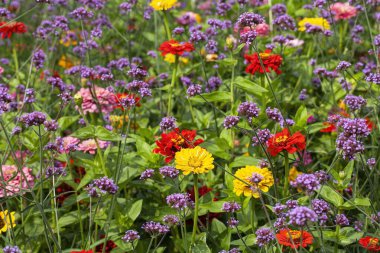 Yaz boyunca çiçek bahçesinde çiçek açan Arjantin mine (verbena bonariensis) ve Zinnia elegans (gençlik ve yaş olarak da bilinir, yaygın zinnia veya zarif zinnia) büyüleyici bir görüntüsü..