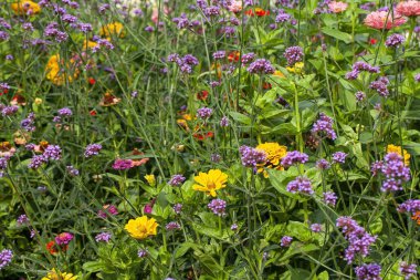 Yaz boyunca çiçek bahçesinde çiçek açan Arjantin mine (verbena bonariensis) ve Zinnia elegans (gençlik ve yaş olarak da bilinir, yaygın zinnia veya zarif zinnia) büyüleyici bir görüntüsü..