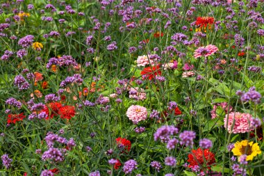 Yaz boyunca çiçek bahçesinde çiçek açan Arjantin mine (verbena bonariensis) ve Zinnia elegans (gençlik ve yaş olarak da bilinir, yaygın zinnia veya zarif zinnia) büyüleyici bir görüntüsü..