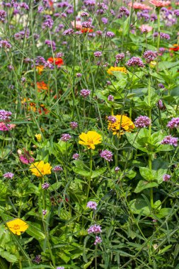 Yaz boyunca çiçek bahçesinde çiçek açan Arjantin mine (verbena bonariensis) ve Zinnia elegans (gençlik ve yaş olarak da bilinir, yaygın zinnia veya zarif zinnia) büyüleyici bir görüntüsü..