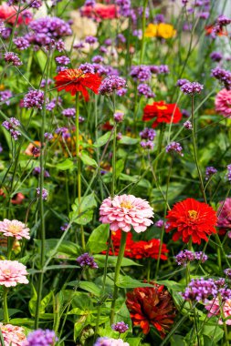 Yaz boyunca çiçek bahçesinde çiçek açan Arjantin mine (verbena bonariensis) ve Zinnia elegans (gençlik ve yaş olarak da bilinir, yaygın zinnia veya zarif zinnia) büyüleyici bir görüntüsü..