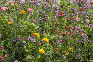 Yaz boyunca çiçek bahçesinde çiçek açan Arjantin mine (verbena bonariensis) ve Zinnia elegans (gençlik ve yaş olarak da bilinir, yaygın zinnia veya zarif zinnia) büyüleyici bir görüntüsü..