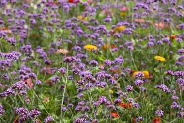 Arka planda Zinnia elegans (gençlik ve yaş, yaygın zinya veya zarif zinya olarak da bilinir) ile Arjantin mine (verbena bonariensis) çarpıcı bir görüntüsü.
