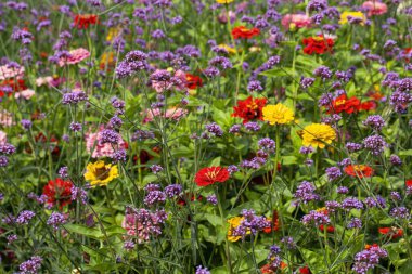 Yaz boyunca çiçek bahçesinde çiçek açan Arjantin mine (verbena bonariensis) ve Zinnia elegans (gençlik ve yaş olarak da bilinir, yaygın zinnia veya zarif zinnia) büyüleyici bir görüntüsü..