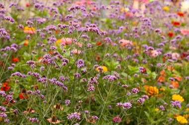 Arka planda Zinnia elegans (gençlik ve yaş, yaygın zinya veya zarif zinya olarak da bilinir) ile Arjantin mine (verbena bonariensis) çarpıcı bir görüntüsü.