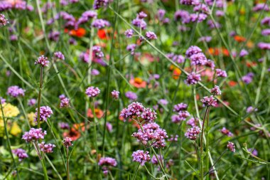 Arka planda Zinnia elegans (gençlik ve yaş, yaygın zinya veya zarif zinya olarak da bilinir) ile Arjantin mine (verbena bonariensis) çarpıcı bir görüntüsü.