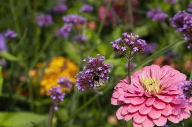 Yaz boyunca çiçek bahçesinde çiçek açan Arjantin mine (verbena bonariensis) ve Zinnia elegans (gençlik ve yaş olarak da bilinir, yaygın zinnia veya zarif zinnia) büyüleyici bir görüntüsü..