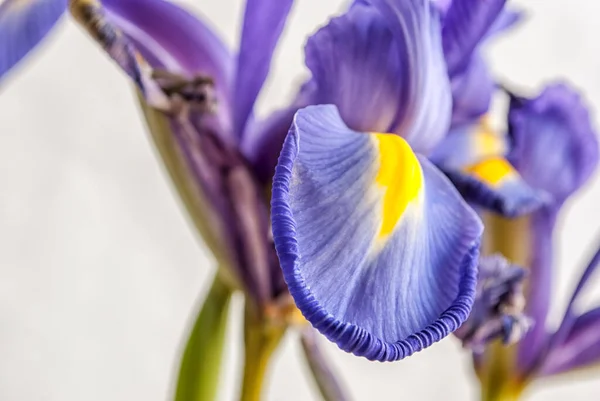 Las Bellas Texturas Tonalidades Iris — Stockfoto