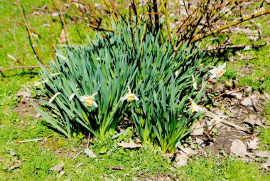 Parlak Portakal ve Beyaz Bahar Nergislerinin Yakın Çekimi Bir Gül Çalısı Altında Büyüyor