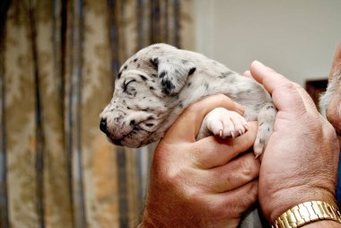 tutulan Danua köpek yavrusu