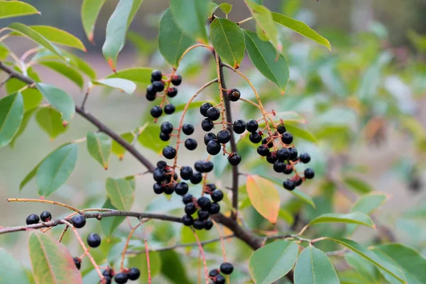 Prunus Serotina Дикі Чорні Вишні Дикі Чорні Ягоди Гілці Крупним — стокове фото