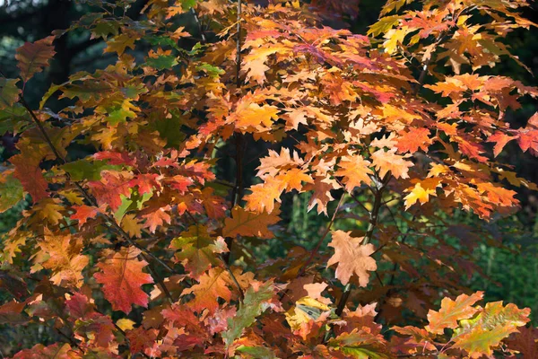 Dub Červený Podzim Listí Větvi Selektivní Zaměření — Stock fotografie