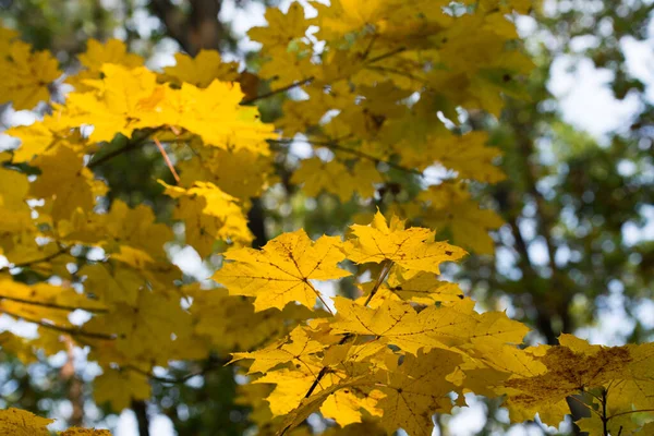 Sarı Akçaağaç Yaprakları Seçici Odak Üzerine Düşer — Stok fotoğraf