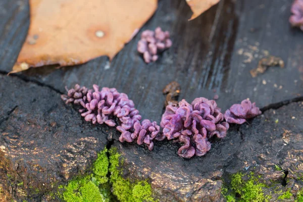 Purple Silverleaf Fungus Chondrostereum Purpureum Cut Tree Closeup Selective Focus — Stock fotografie