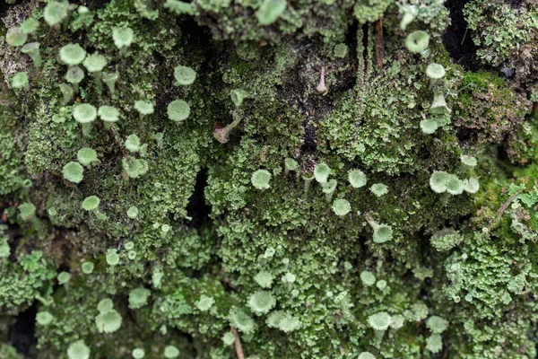 Zelená Cladonia Lichenizované Houby Strom Detailní Výběrové Zaměření — Stock fotografie