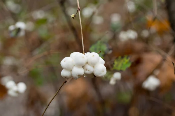 stock image Symphoricarpos albus, common snowberries white berries on twig closeup selective focus