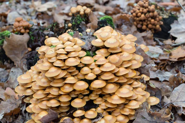 Beige Pilze Auf Baumstumpf Kolonie Nahaufnahme Selektiver Fokus — Stockfoto