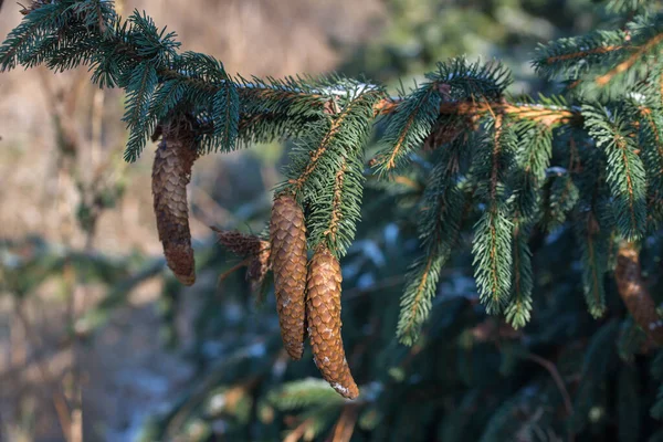 Spruce Cones Branch Sunny Day Closeup Selective Focus — Stock Photo, Image