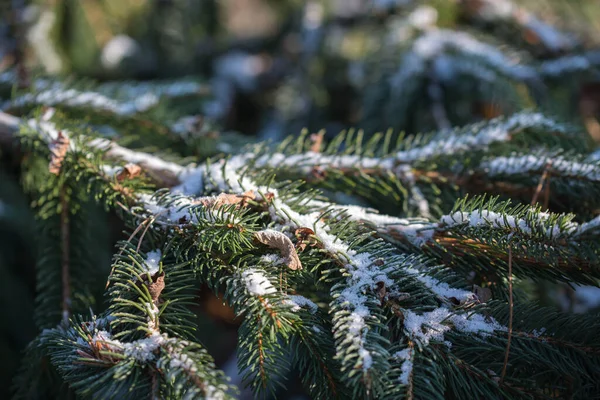 Spruce Branch Covered Snow Closeup Selective Focus — Stock Photo, Image