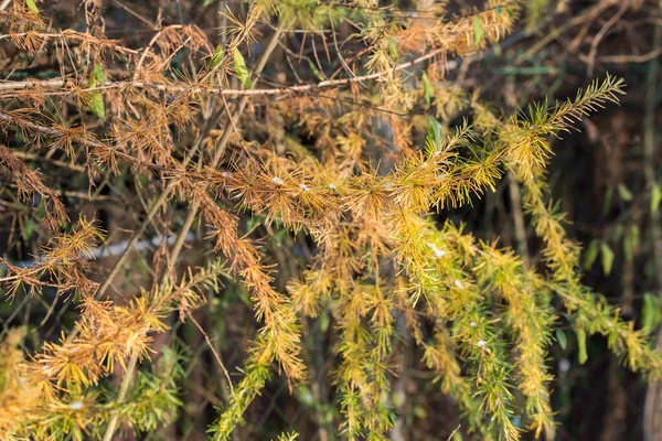 Sarı tarla kuşu, sonbaharda larix dalları, seçici odaklanma.