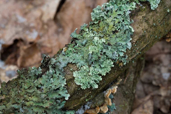 Hypogymnia Physodes Lichen Capuchon Moine Lichen Sur Branche Arbre Dans — Photo