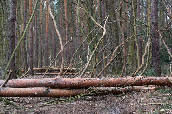 Lehullott Fenyőfák Erdőszelektív Fókuszban — Stock Fotó