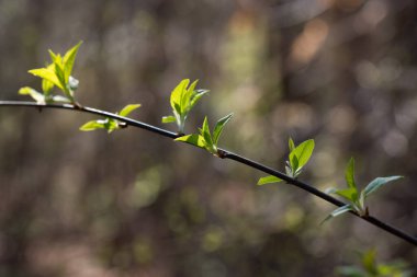 yeşil bahar yaprakları teig kapalı seçici odak