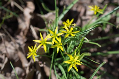 Gagea pratensis, Beytüllahim 'in sarı yıldızı bahar sarı çiçekleri yakın plan seçici odak