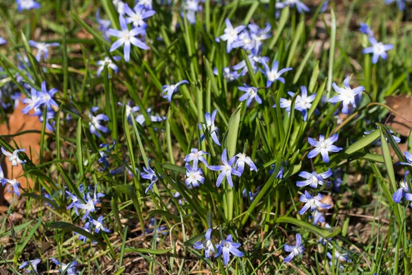 Blue Scilla Lucilae Spring Violet Flowers Sunny Day Closeup Selective — Stock Photo, Image