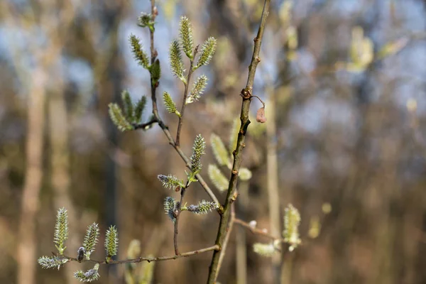 Willow Green Female Catkins Twig Closeup Selective Focus — Stock Photo, Image