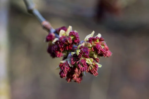 Acer Negundo Çalı Çırpı Üzerindeki Yaşlı Çiçekler Seçici Odak Noktası — Stok fotoğraf
