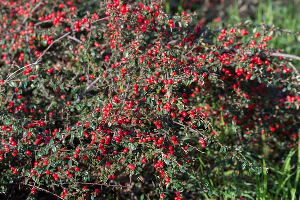 Cotoneaster Horizontalis Arbuste Avec Fruits Rouges Gros Plan Sélectif Focus — Photo