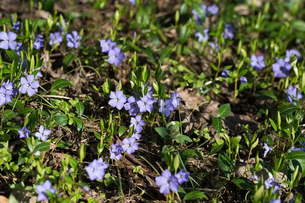 Vinca Minor Lesser Periwinkle Spring Violet Flowers Selective Focus — Stock Photo, Image