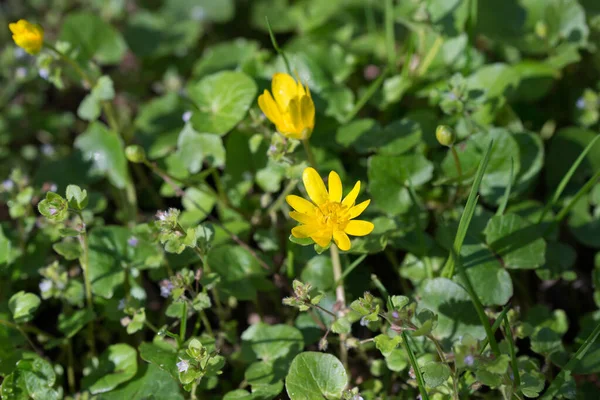 Stock image Ficaria verna, lesser celandine spring yellow flowers closeup selective focus