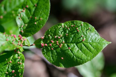 Limon safrası maytı (Eriophyes tiliae) yakın çekim seçici odak ile bırakır