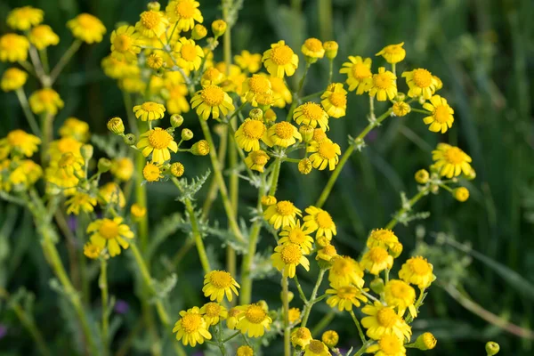 Восточный Грунт Сенецио Vernalis Весной Желтые Цветы Крупным Планом Избирательный — стоковое фото