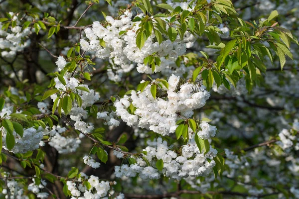 Prunus Avium Arbre Fleurs Blanc Cerisier — Photo