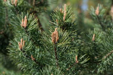 Pinus sylvestris, İskoçlar dal üzerinde genç tomurcukları özendirirler yakın plan seçici odak