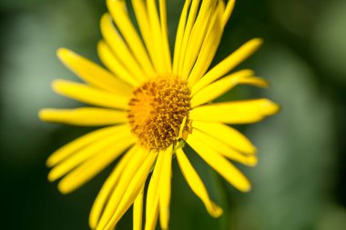 Leopar felaketi, Doronicum oryantal sarı bahar çiçeği yakın plan seçici odak