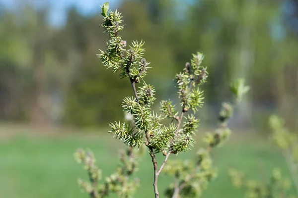 Salice Capra Salix Caprea Femmina Fiori Verdi Fuoco Selettivo — Foto Stock