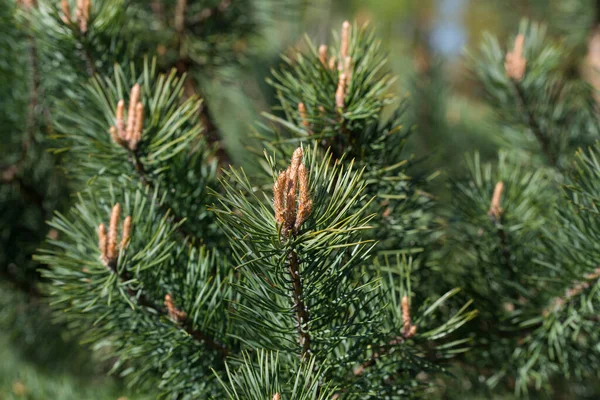 Pinus Sylvestris Brotes Jóvenes Pino Escocés Ramitas Enfoque Selectivo — Foto de Stock