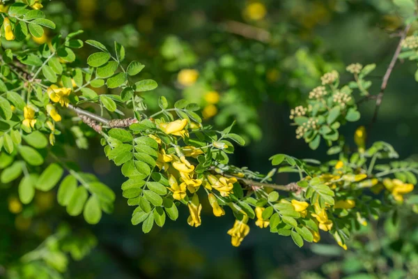 西伯利亚乔木 卡拉干花在枝条选择焦点上的黄花 — 图库照片