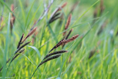 Çiçekli baharda Carex acutiforis, daha az göl kenarı seçici odak noktası