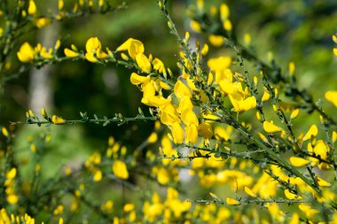 Cytisus scoparius, yaygın süpürge yayı sarı çiçekler seçici bir odak noktası.