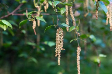 Dal üzerinde bahar huş ağacı çiçekleri yakın çekim seçici odak