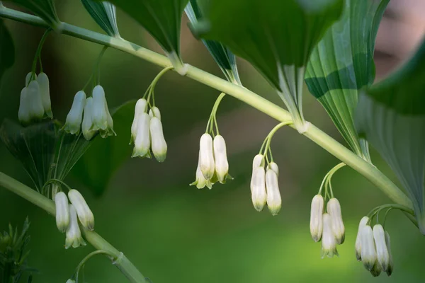Polygonatum Multiflorum Solomonのアザラシの白い森の花を閉じる選択的な焦点 — ストック写真