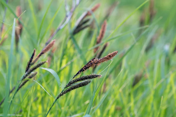 Primavera Floreciente Carex Acutiformis Enfoque Selectivo Primer Plano Menor Cuña — Foto de Stock